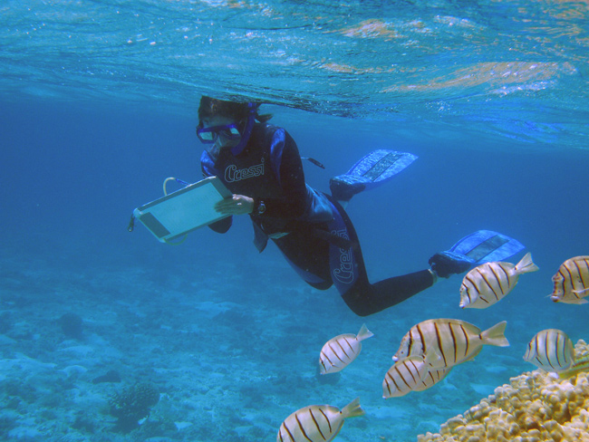 A researcher counts fish