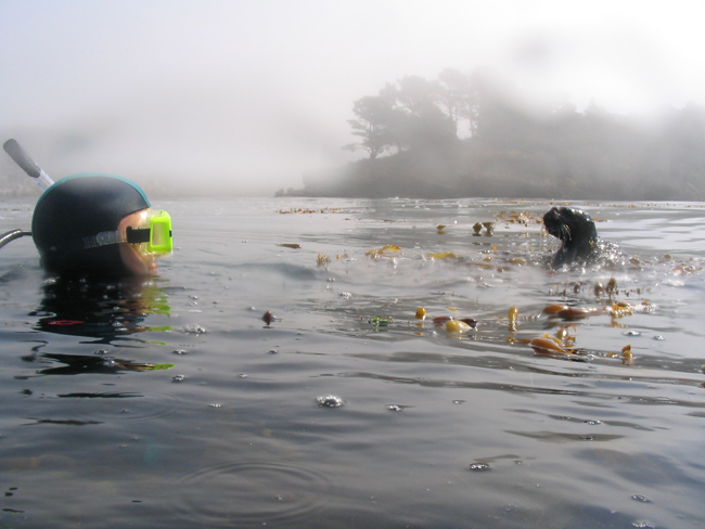 This otter investigated Kevin Stierhoff prior to a dive in the kelp forest at Point Lobos State Park