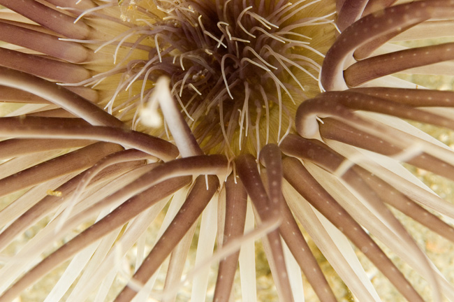Close up at Gray's Reef National Marine Sanctuary
