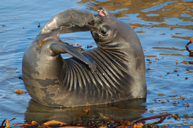 Northern elephant seal pup
