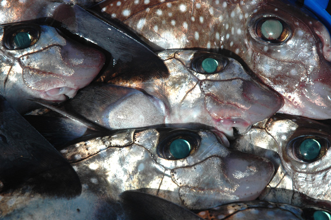 Several ratfish