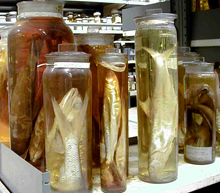 Specimens Specimens