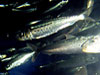 Regional Fisheries Data Sets