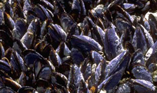 Mussels Mussels