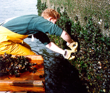 collecting samples collecting samples