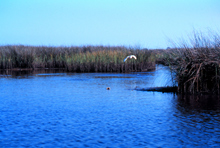 White Heron at the Grand Bay White Heron at the Grand Bay