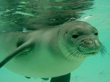Hawaiian Monk Seal Hawaiian Monk Seal
