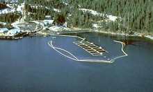A protective boom around a salmon hatchery in Prince William Sound helped guard it from spilled oil moving across the sound. A protective boom around a salmon hatchery in Prince William Sound helped guard it from spilled oil moving across the sound.