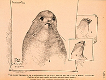 Fur Seal Drawing Fur Seal Drawing