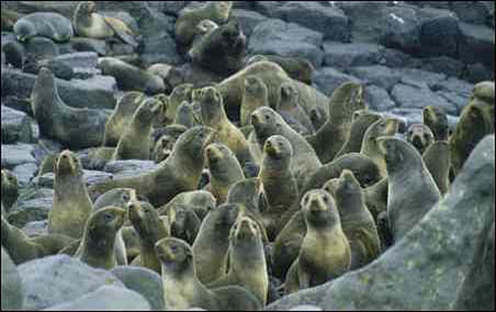 Fur Seal Harem