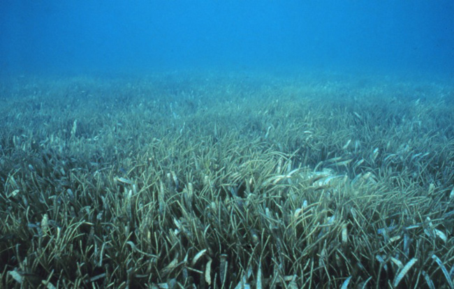 Seagrass