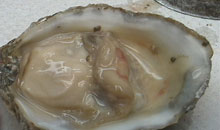 An abscess on an oyster An abscess on an oyster
