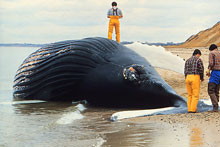 Dead whale dead whale