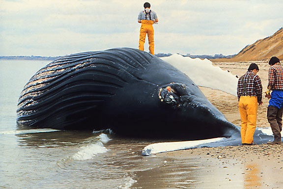 dead whale