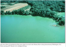 This dense bloom of cyanobacteria (blue green algae) occurred in the Potomac River downstream of Washington, DC. This dense bloom of cyanobacteria (blue green algae) occurred in the Potomac River downstream of Washington, DC.