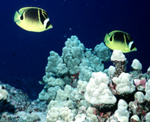 Butterfly Fish
