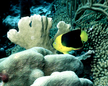 Coral