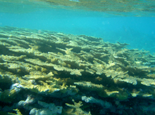 Underwater Underwater