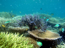 Healthy Reef Healthy Reef