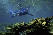 Diver