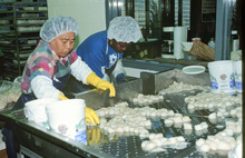 U.S. sea scallop fishery