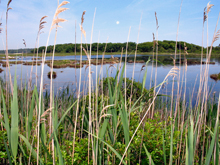 wetland image