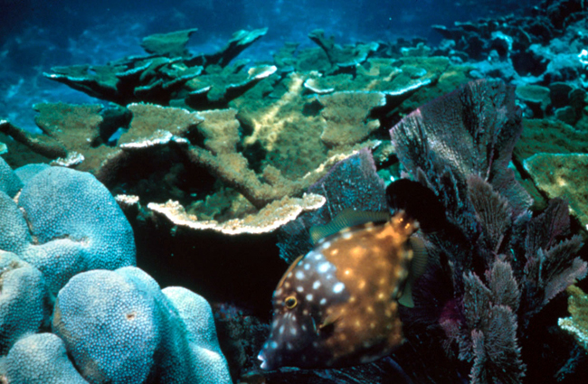 Florida Keys