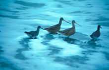 Shorebirds Shorebirds