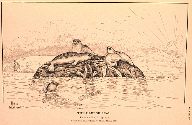Goode began a study to amass information on the status of American fisheries, including marine mammals