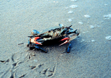 Blue Crab Blue Crab