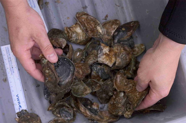 Oysters