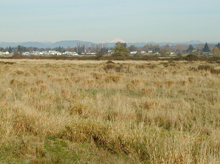 The “Great Marsh” near Everett, Washington The “Great Marsh” near Everett, Washington