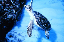 A sea turtle swims A sea turtle swims
