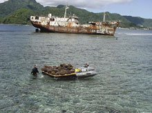 Heritage Week Logo Coral transplanting