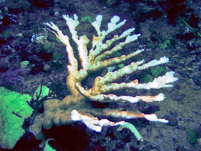 Bleached coral