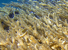 Healthy Coral