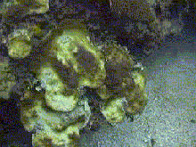 Bleached corals at Glover’s Reef, Belize
