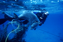 Hawaiian monk seal Hawaiian monk seal