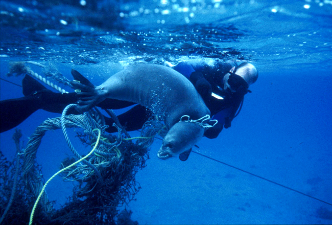 Hawaiian monk seal