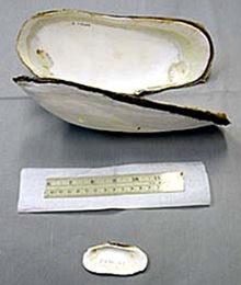 A size comparison of the young, small clams found at the Rosebud site during the 2002 ocean exploration mission, and the large, adult clams found at the newly discovered vent site 200 miles west of Rosebud, along the Galápagos Rift. A size comparison of the young, small clams found at the Rosebud site during the 2002 ocean exploration mission, and the large, adult clams found at the newly discovered vent site 200 miles west of Rosebud, along the Galápagos Rift.