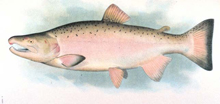 Coho salmon Coho salmon