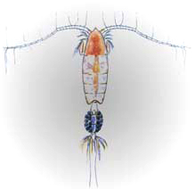 copepod copepod