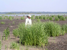 Mike Rezsutek examining the site Mike Rezsutek examining the site