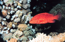 A Miniatus Grouper A Miniatus Grouper