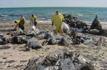 Beach Cleanup Beach Cleanup