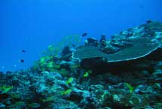 Deep reef at Taema Bank, American Samoa.