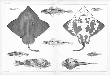 Arctic Skate, collected in the open ocean west of the northern coast of Spitzbergen from a depth of 459 fathoms