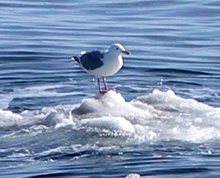 seagull