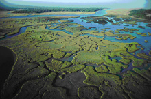 Estuaries provide buffers against coastal storm impacts and nursery areas for many commercial and recreational fish. Estuaries provide buffers against coastal storm impacts and nursery areas for many commercial and recreational fish.