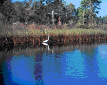 Marshes filter many pollutants and excess nutrients from the land before they make it to the ocean. Marshes filter many pollutants and excess nutrients from the land before they make it to the ocean.